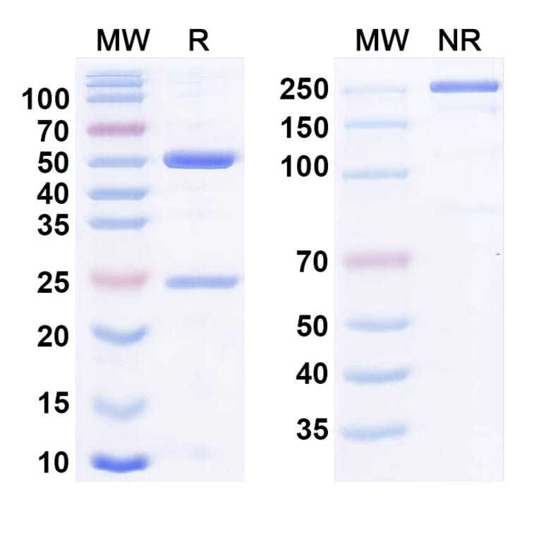SDS-PAGE - Tabituximab Biosimilar - Anti-Frizzled 10 Antibody - BSA and Azide free (A338705) - Antibodies.com