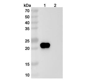 SDS-PAGE - Ragifilimab Biosimilar - Anti-GITR Antibody - BSA and Azide free (A338706) - Antibodies.com