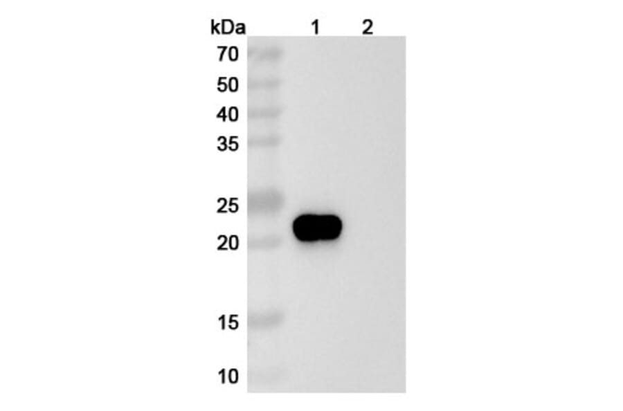 SDS-PAGE - Ragifilimab Biosimilar - Anti-GITR Antibody - BSA and Azide free (A338706) - Antibodies.com