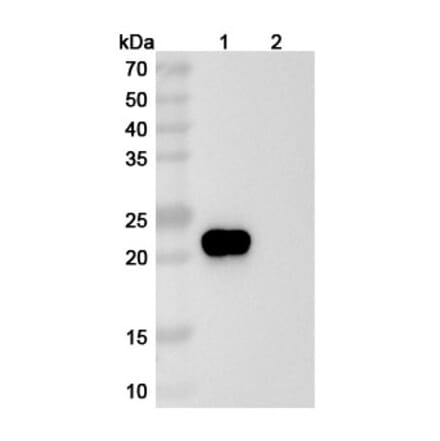 SDS-PAGE - Ragifilimab Biosimilar - Anti-GITR Antibody - BSA and Azide free (A338706) - Antibodies.com