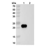 SDS-PAGE - Ragifilimab Biosimilar - Anti-GITR Antibody - BSA and Azide free (A338706) - Antibodies.com