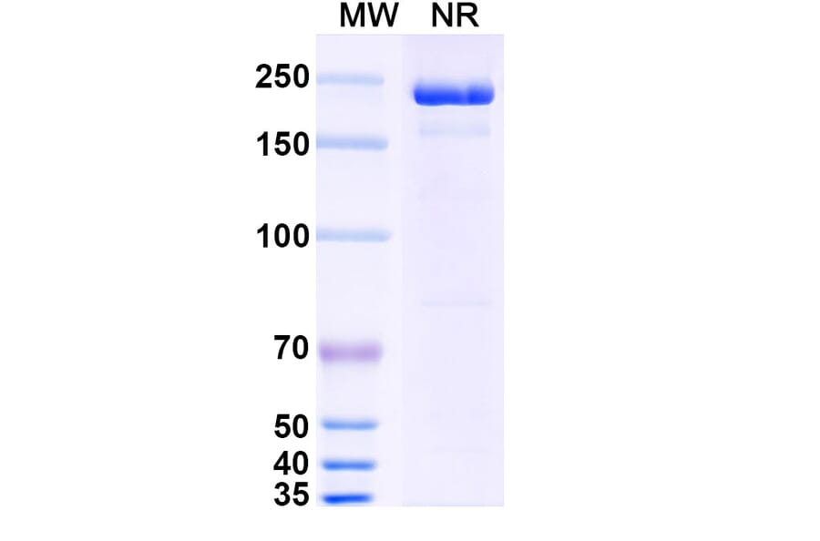 SDS-PAGE - Cobolimab Biosimilar - Anti-TIM 3 Antibody - BSA and Azide free (A338707) - Antibodies.com