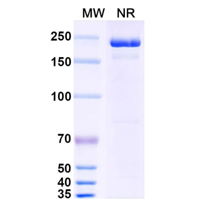 SDS-PAGE - Cobolimab Biosimilar - Anti-TIM 3 Antibody - BSA and Azide free (A338707) - Antibodies.com