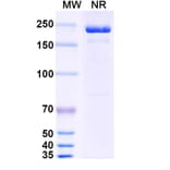 SDS-PAGE - Cobolimab Biosimilar - Anti-TIM 3 Antibody - BSA and Azide free (A338707) - Antibodies.com