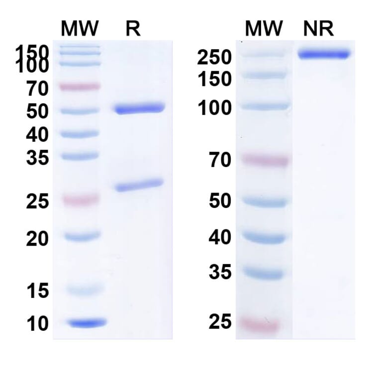 SDS-PAGE - Nemolizumab Biosimilar - Anti-IL-31RA Antibody - BSA and Azide free (A338711) - Antibodies.com
