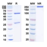 SDS-PAGE - Nemolizumab Biosimilar - Anti-IL-31RA Antibody - BSA and Azide free (A338711) - Antibodies.com