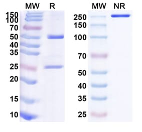 SDS-PAGE - Anifrolumab Biosimilar - Anti-IFNAR1 Antibody - BSA and Azide free (A338712) - Antibodies.com