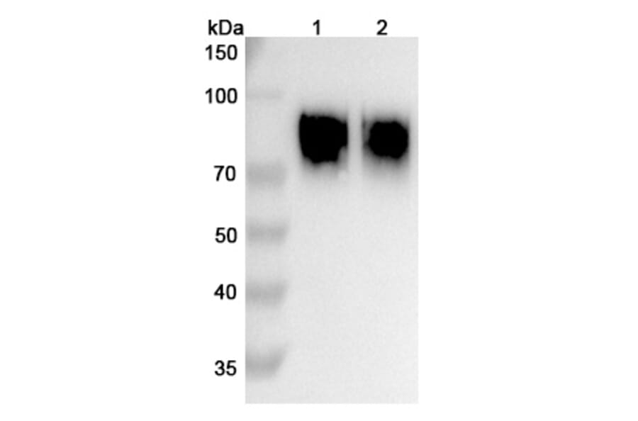 SDS-PAGE - Anifrolumab Biosimilar - Anti-IFNAR1 Antibody - BSA and Azide free (A338712) - Antibodies.com