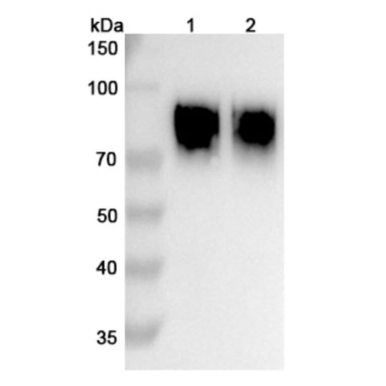 SDS-PAGE - Anifrolumab Biosimilar - Anti-IFNAR1 Antibody - BSA and Azide free (A338712) - Antibodies.com