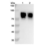 SDS-PAGE - Anifrolumab Biosimilar - Anti-IFNAR1 Antibody - BSA and Azide free (A338712) - Antibodies.com