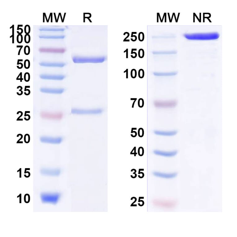 SDS-PAGE - Modotuximab Biosimilar - Anti-EGFR Antibody - BSA and Azide free (A338713) - Antibodies.com