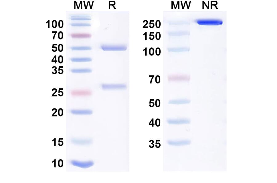 SDS-PAGE - Tomuzotuximab Biosimilar - Anti-EGFR Antibody - BSA and Azide free (A338714) - Antibodies.com
