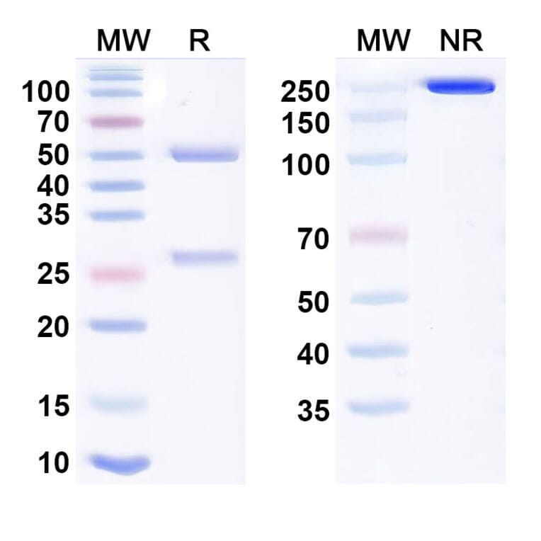 SDS-PAGE - Tomuzotuximab Biosimilar - Anti-EGFR Antibody - BSA and Azide free (A338714) - Antibodies.com