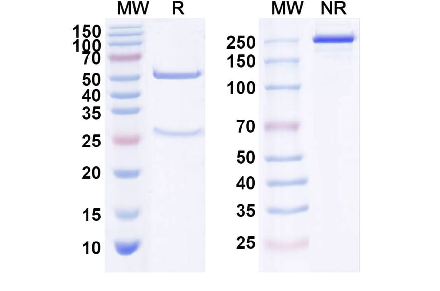 SDS-PAGE - Zatuximab Biosimilar - Anti-EGFR Antibody - BSA and Azide free (A338717) - Antibodies.com