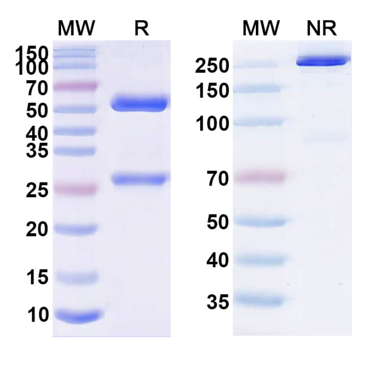 SDS-PAGE - Nimotuzumab Biosimilar - Anti-EGFR Antibody - BSA and Azide free (A338721) - Antibodies.com