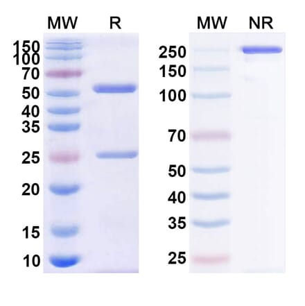 SDS-PAGE - Zalutumumab Biosimilar - Anti-EGFR Antibody - BSA and Azide free (A338723) - Antibodies.com
