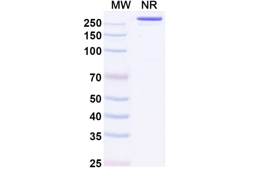 SDS-PAGE - Pimurutamab Biosimilar - Anti-EGFR Antibody - BSA and Azide free (A338724) - Antibodies.com
