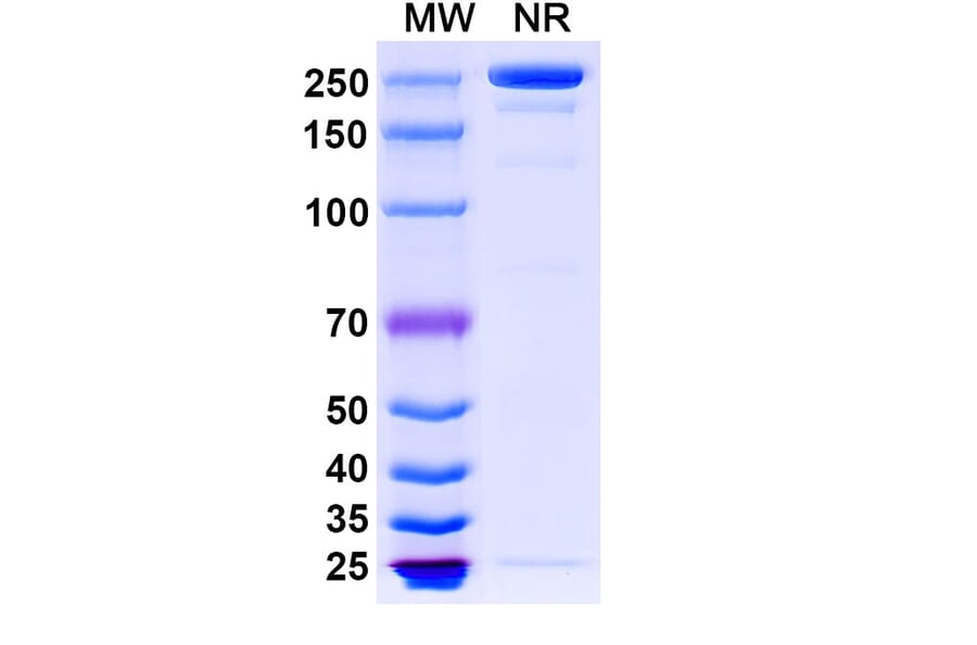 SDS-PAGE - Ligelizumab Biosimilar - Anti-IgE Antibody - BSA and Azide free (A338726) - Antibodies.com