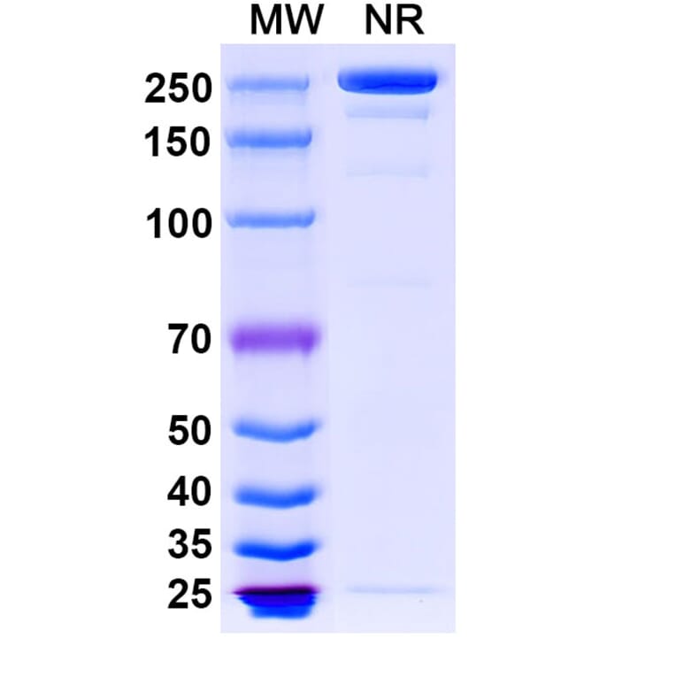 SDS-PAGE - Ligelizumab Biosimilar - Anti-IgE Antibody - BSA and Azide free (A338726) - Antibodies.com