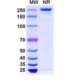 SDS-PAGE - Ligelizumab Biosimilar - Anti-IgE Antibody - BSA and Azide free (A338726) - Antibodies.com