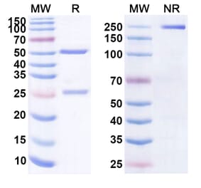 SDS-PAGE - Talizumab Biosimilar - Anti-IgE Antibody - BSA and Azide free (A338727) - Antibodies.com