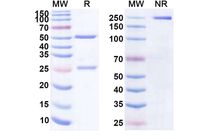 SDS-PAGE - Talizumab Biosimilar - Anti-IgE Antibody - BSA and Azide free (A338727) - Antibodies.com