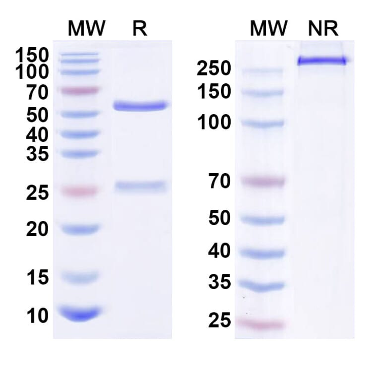 SDS-PAGE - Quilizumab Biosimilar - Anti-IgE Antibody - BSA and Azide free (A338728) - Antibodies.com