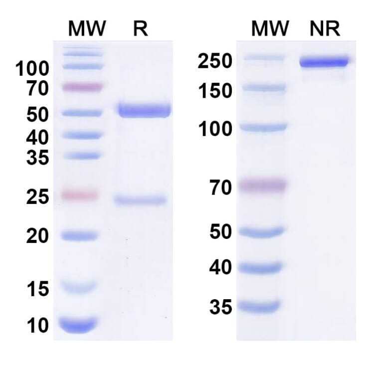 SDS-PAGE - Sutimlimab Biosimilar - Anti-C1s Antibody - BSA and Azide free (A338729) - Antibodies.com