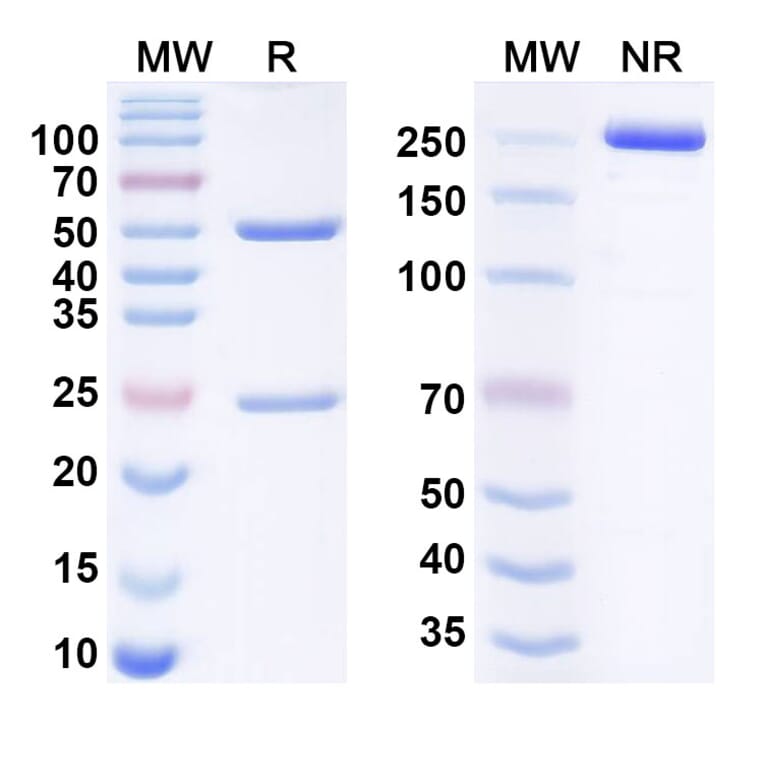 SDS-PAGE - Crovalimab Biosimilar - Anti-C5 Antibody - BSA and Azide free (A338732) - Antibodies.com