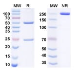 SDS-PAGE - Crovalimab Biosimilar - Anti-C5 Antibody - BSA and Azide free (A338732) - Antibodies.com