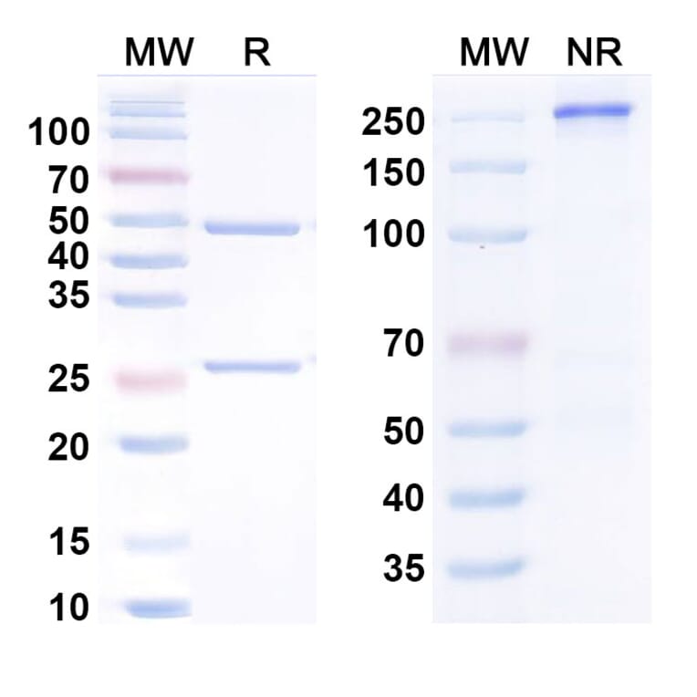 SDS-PAGE - Pozelimab Biosimilar - Anti-C5 Antibody - BSA and Azide free (A338733) - Antibodies.com
