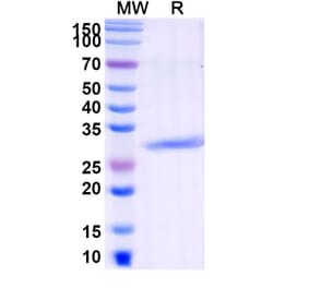 SDS-PAGE - Pexelizumab Biosimilar - Anti-C5 Antibody - BSA and Azide free (A338734) - Antibodies.com