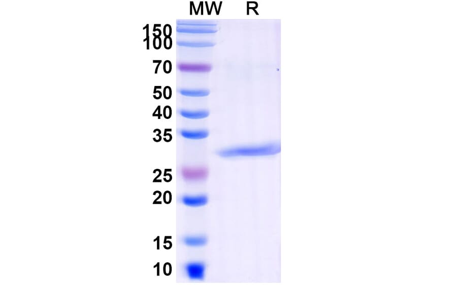 SDS-PAGE - Pexelizumab Biosimilar - Anti-C5 Antibody - BSA and Azide free (A338734) - Antibodies.com
