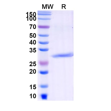 SDS-PAGE - Pexelizumab Biosimilar - Anti-C5 Antibody - BSA and Azide free (A338734) - Antibodies.com