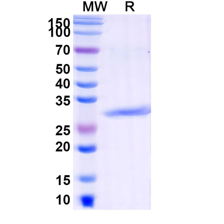 SDS-PAGE - Pexelizumab Biosimilar - Anti-C5 Antibody - BSA and Azide free (A338734) - Antibodies.com