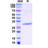 SDS-PAGE - Pexelizumab Biosimilar - Anti-C5 Antibody - BSA and Azide free (A338734) - Antibodies.com