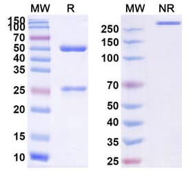 SDS-PAGE - Vilobelimab Biosimilar - Anti-C5 Antibody - BSA and Azide free (A338735) - Antibodies.com