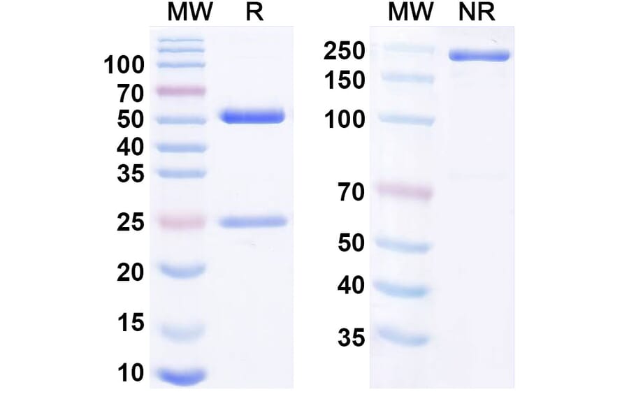 SDS-PAGE - Osocimab Biosimilar - Anti-Factor XI Antibody - BSA and Azide free (A338736) - Antibodies.com