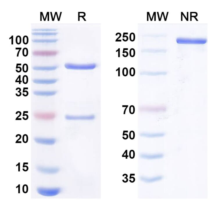 SDS-PAGE - Abelacimab Biosimilar - Anti-Factor XI Antibody - BSA and Azide free (A338737) - Antibodies.com