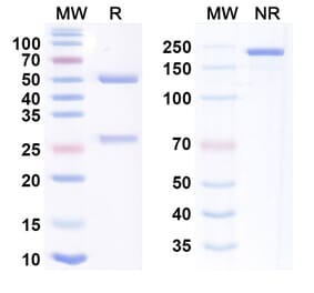 SDS-PAGE - Garadacimab Biosimilar - Anti-Factor XII Antibody - BSA and Azide free (A338738) - Antibodies.com