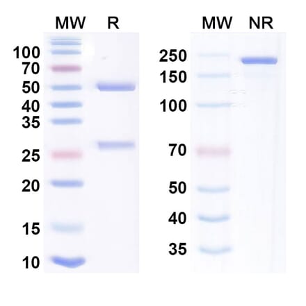 SDS-PAGE - Garadacimab Biosimilar - Anti-Factor XII Antibody - BSA and Azide free (A338738) - Antibodies.com