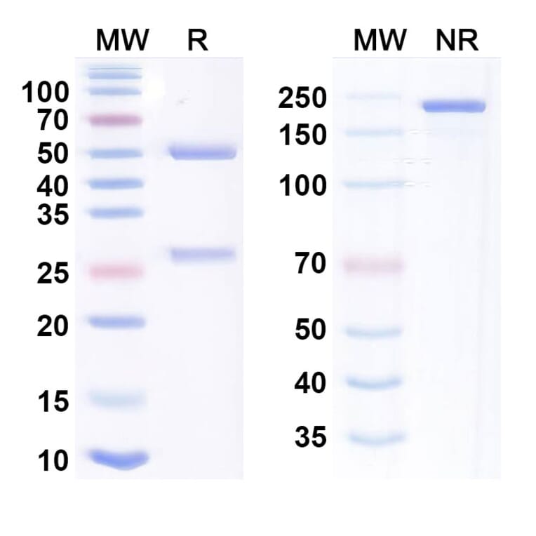 SDS-PAGE - Garadacimab Biosimilar - Anti-Factor XII Antibody - BSA and Azide free (A338738) - Antibodies.com