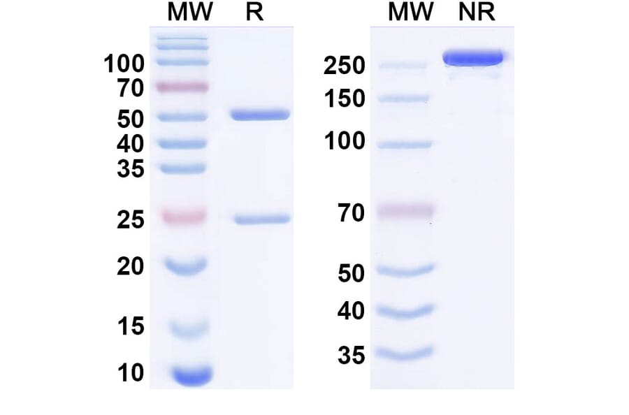 SDS-PAGE - Befovacimab Biosimilar - Anti-TFPI Antibody - BSA and Azide free (A338739) - Antibodies.com