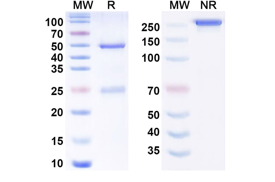 SDS-PAGE - Marstacimab Biosimilar - Anti-TFPI Antibody - BSA and Azide free (A338741) - Antibodies.com