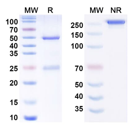 SDS-PAGE - Marstacimab Biosimilar - Anti-TFPI Antibody - BSA and Azide free (A338741) - Antibodies.com