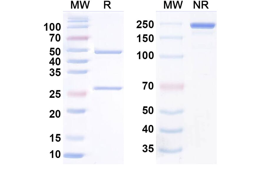 SDS-PAGE - Donanemab Biosimilar - Anti-APP Antibody - BSA and Azide free (A338744) - Antibodies.com