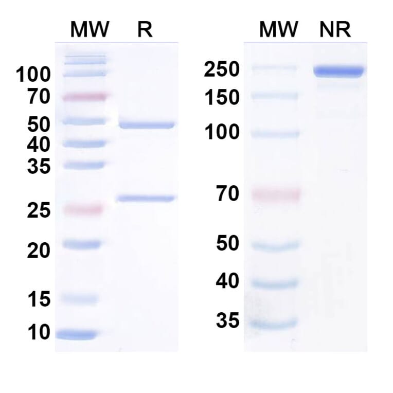 SDS-PAGE - Donanemab Biosimilar - Anti-APP Antibody - BSA and Azide free (A338744) - Antibodies.com