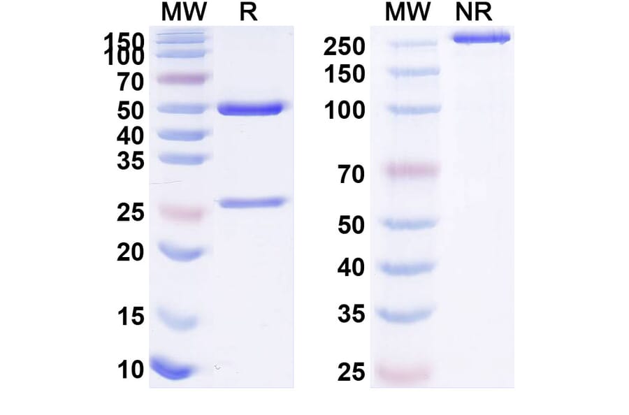 SDS-PAGE - Aducanumab Biosimilar - Anti-APP Antibody - BSA and Azide free (A338746) - Antibodies.com