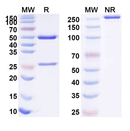 SDS-PAGE - Aducanumab Biosimilar - Anti-APP Antibody - BSA and Azide free (A338746) - Antibodies.com