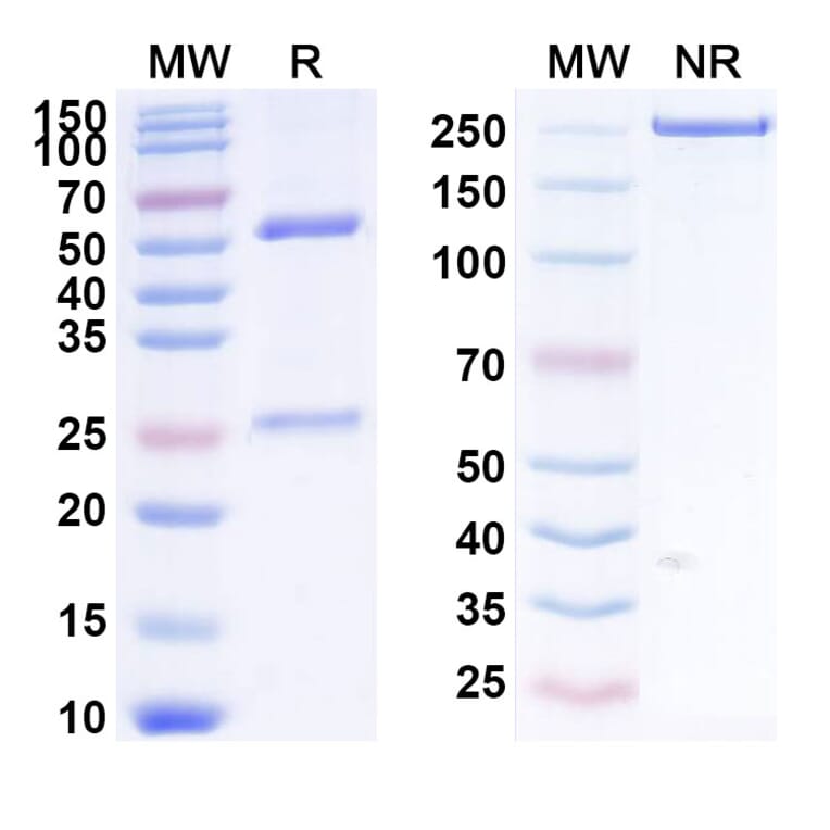 SDS-PAGE - Solanezumab Biosimilar - Anti-APP Antibody - BSA and Azide free (A338747) - Antibodies.com